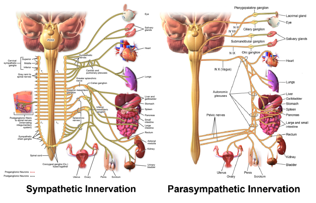 Polyvagal Theory 3 1